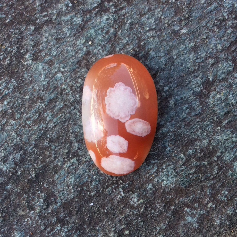 桜アゲート 研磨 02 Human ancestry