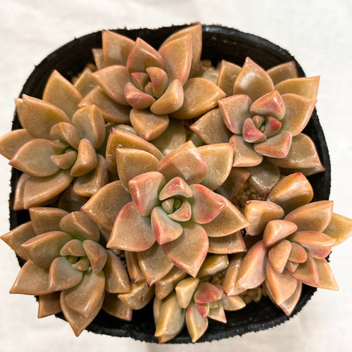 ブロンズ姫 多肉植物 カット苗7コ 多肉植物 y's shop 通販｜Creema