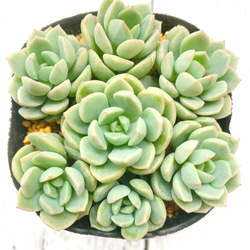 多肉植物　レディジア　カット苗3 ☆ 多肉植物 レディジア 3本 カット苗 ☆ - メルカリ