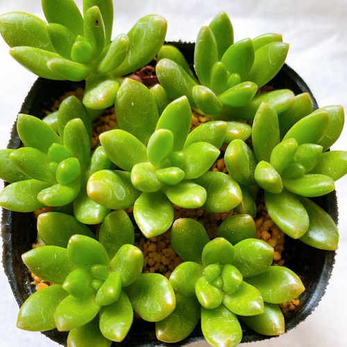 松姫 多肉植物 カット苗7コ 多肉植物 y's shop 通販 11632198 松姫 多肉植物 カット苗7コ 多肉植物 y's shop 通販 11632198
