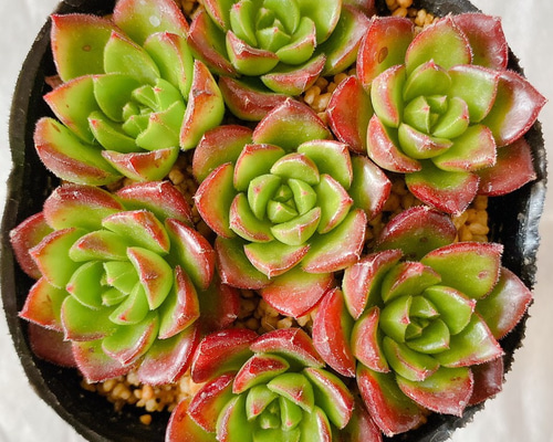 多肉植物 レティジア カット苗7コ 多肉植物 y's shop 通販 11679623