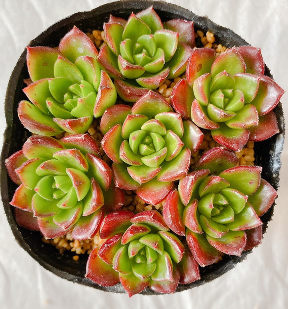 多肉植物 レティジア カット苗7コ 多肉植物 y's shop 通販