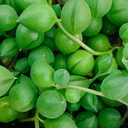 多肉植物　グリーンネックレス　苗 1枚目の画像