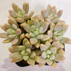 多肉植物 レティジア カット苗7コ 多肉植物 y's shop 通販 11679623