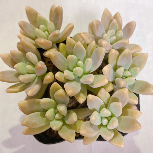 多肉植物 秋麗 カット苗7コ 多肉植物 y's shop 通販｜Creema(クリーマ)