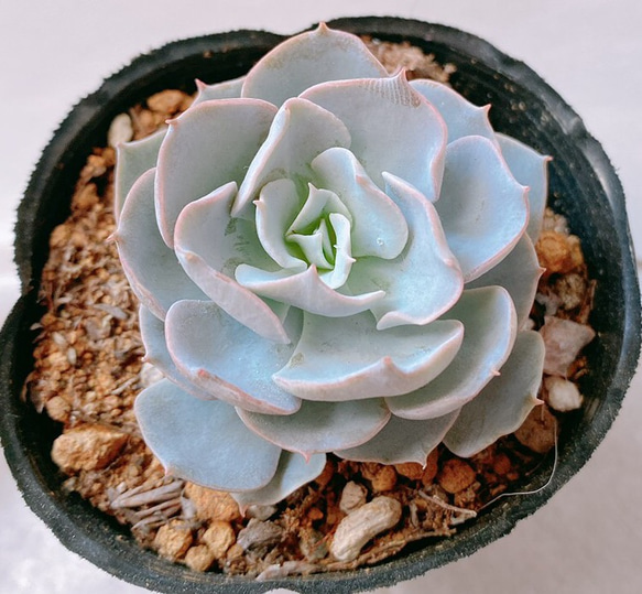 多肉植物 エケベリア カナディアン 苗 多肉植物 y