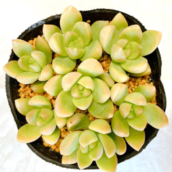 多肉植物 ティテュバンス カット苗7コ 多肉植物 y's shop 通販