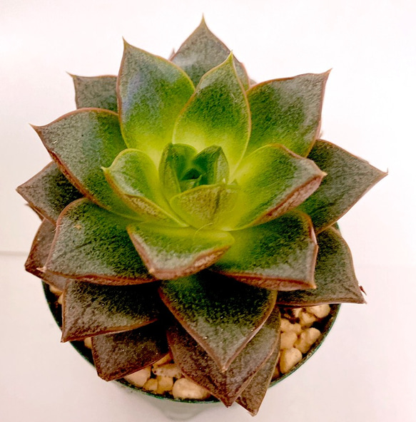 多肉植物　エケベリア　レオパード錦　特選大苗 多肉植物 エケベリア レオパード錦 特選大苗 【公式通販】