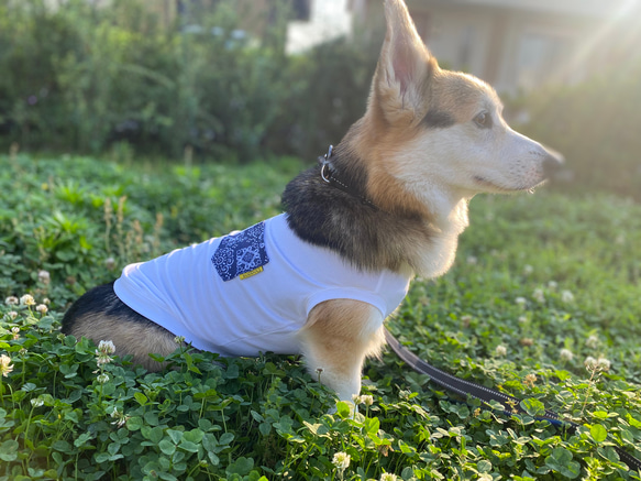 コーギー服　ウォータークール　タンクトップ　犬服　服　接触冷感　ひんやり　COOL 10枚目の画像