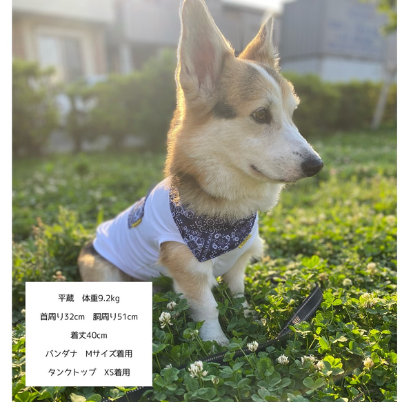 コーギー服　ウォータークール　タンクトップ　犬服　服　接触冷感　ひんやり　COOL 8枚目の画像