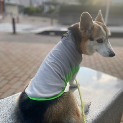 コーギー服　接触冷感　保冷剤ネックタンクトップ　犬服　服　ひんやりCOOL シャインクール 7枚目の画像