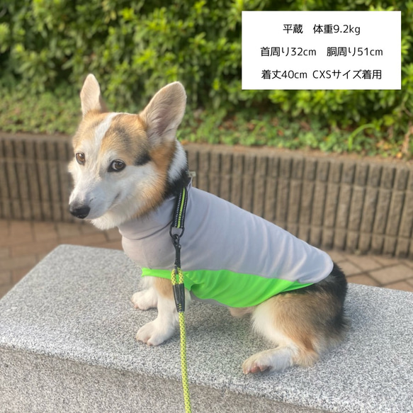 コーギー服　接触冷感　保冷剤ネックタンクトップ　犬服　服　ひんやりCOOL シャインクール 8枚目の画像