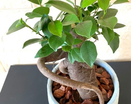 数量限定 ガジュマル 観葉植物 緑 グリーン リーフ サボテン キジムナー ガジュマル 8号鉢植え 高さ80cm 観葉植物 通販 greenery