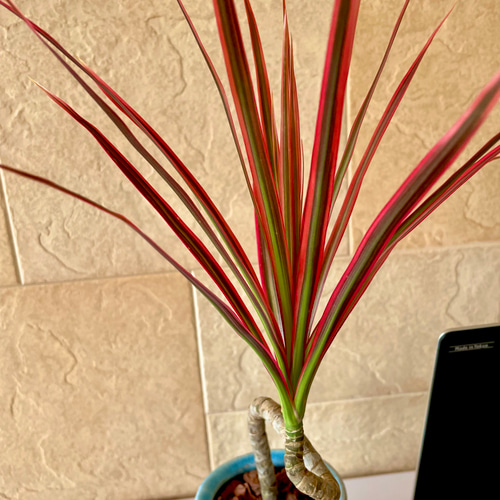 ✦希少✦ドラセナ コンシンネ レインボー 個性的な曲線の幹が