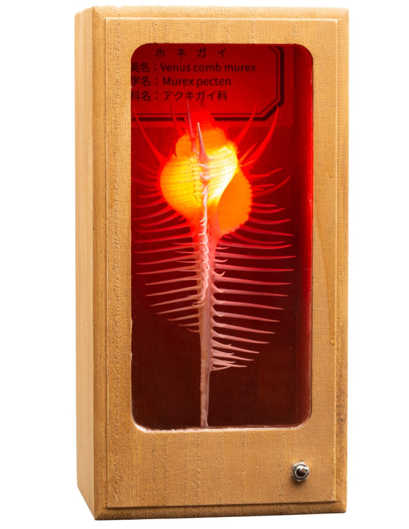 ホネガイ」 貝殻LEDランプ 標本箱タイプ H-01 スタンドライト