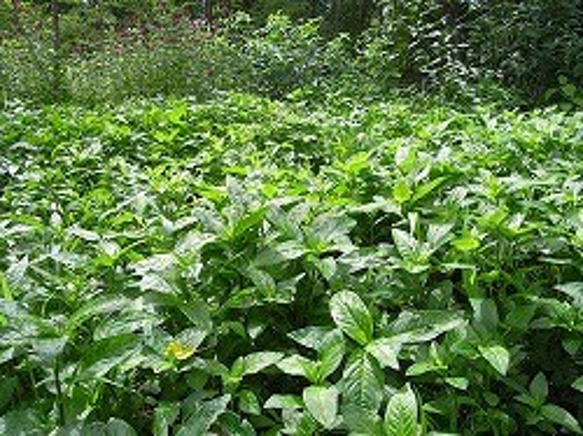 浅間山麓育ちの藍で染めました・シルクストール 6枚目の画像