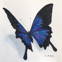 青い蝶々　原画　水彩画 2枚目の画像