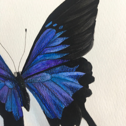 青い蝶々　原画　水彩画 4枚目の画像