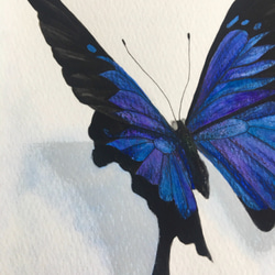 青い蝶々　原画　水彩画 5枚目の画像