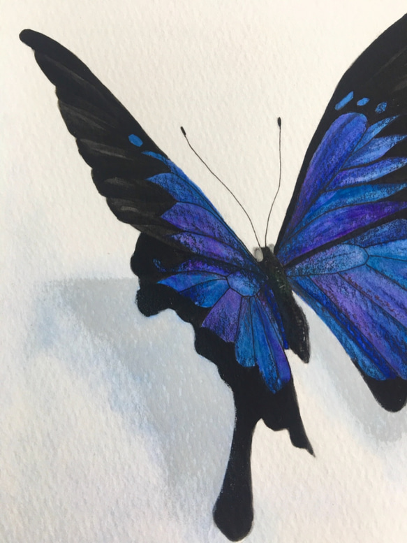 青い蝶々　原画　水彩画 5枚目の画像