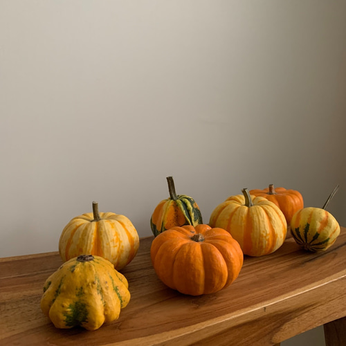 直前割40%オフ】ハロウィンのお飾りに ミニかぼちゃ とりどり5個