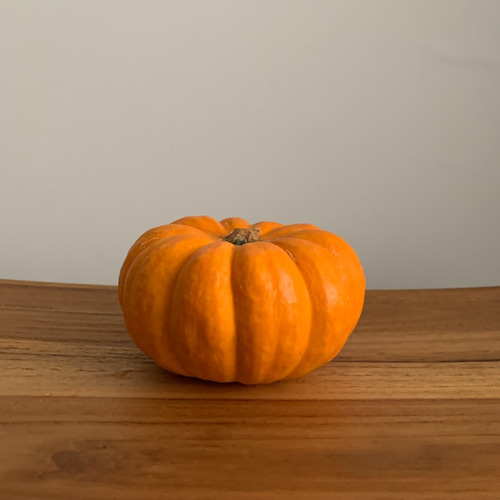 直前割40%オフ】ハロウィンのお飾りに ミニかぼちゃ とりどり5個