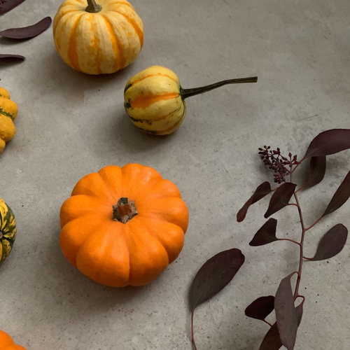 専用✨迎春2022✨正月飾り ミニカボチャ  (ドライ) 専用✨迎春2022✨正月飾り ミニカボチャ (ドライ)