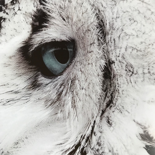 0053】アートポスター White Owl Decor, Scandinavian Print フクロウ