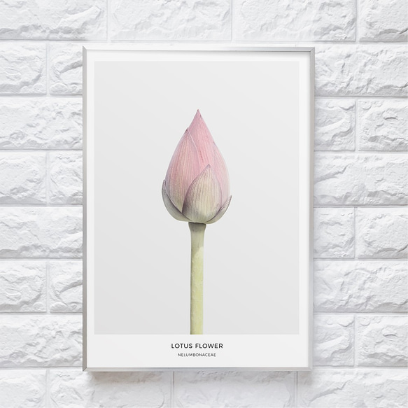 【0079】アートポスター Lotus Flower Botanical Print ボタニカル　北欧　海外インテリア 1枚目の画像