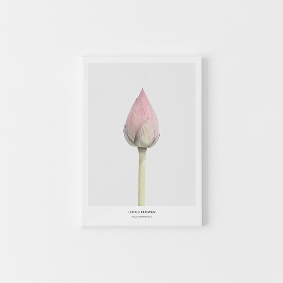 【0079】アートポスター Lotus Flower Botanical Print ボタニカル　北欧　海外インテリア 2枚目の画像