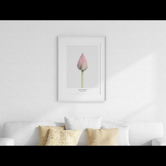 【0079】アートポスター Lotus Flower Botanical Print ボタニカル　北欧　海外インテリア 6枚目の画像