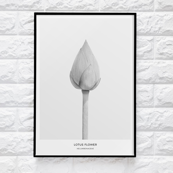 【0079M】アートポスター　Lotus Flower Botanical Print　モノトーン　海外インテリア 4枚目の画像