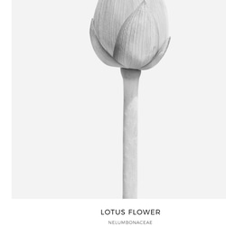 【0079M】アートポスター　Lotus Flower Botanical Print　モノトーン　海外インテリア 8枚目の画像