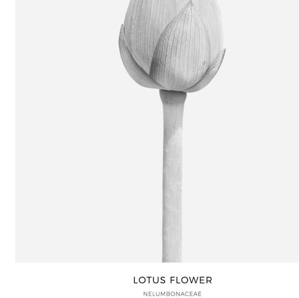 【0079M】アートポスター　Lotus Flower Botanical Print　モノトーン　海外インテリア 8枚目の画像