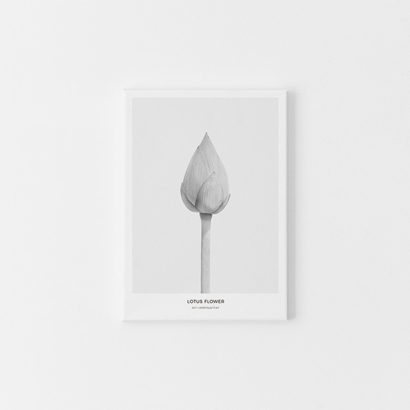 【0079M】アートポスター　Lotus Flower Botanical Print　モノトーン　海外インテリア 7枚目の画像