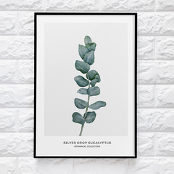 【0238】アートポスター　Botanical Water Color Art Print. ユーカリ　北欧 1枚目の画像