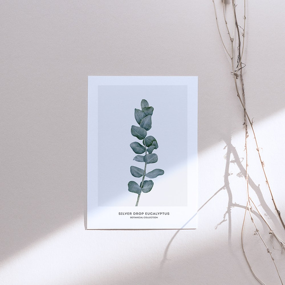 【0238】アートポスター　Botanical Water Color Art Print. ユーカリ　北欧 2枚目の画像