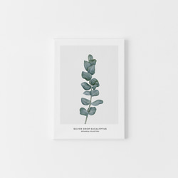 【0238】アートポスター　Botanical Water Color Art Print. ユーカリ　北欧 6枚目の画像