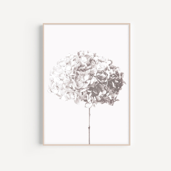 【0500】アートポスター　Hydrangea, Botanical Art Print　あじさい　北欧インテリア 1枚目の画像