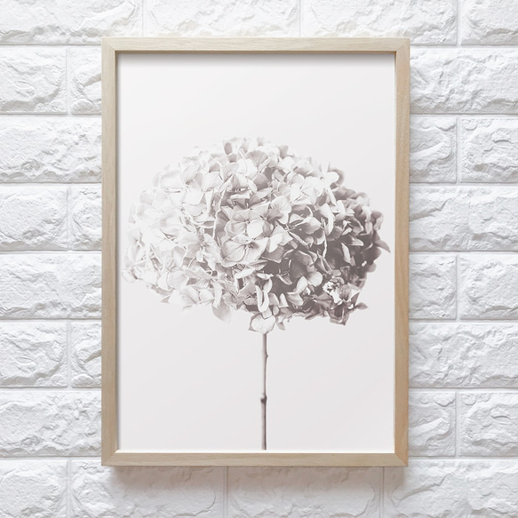 【0500】アートポスター　Hydrangea, Botanical Art Print　あじさい　北欧インテリア 9枚目の画像