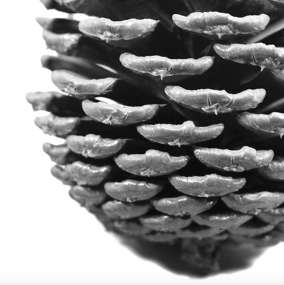 【0039】アートポスター Pine Cone, Scandinavian Wall Decor モノトーン　北欧　海外 2枚目の画像