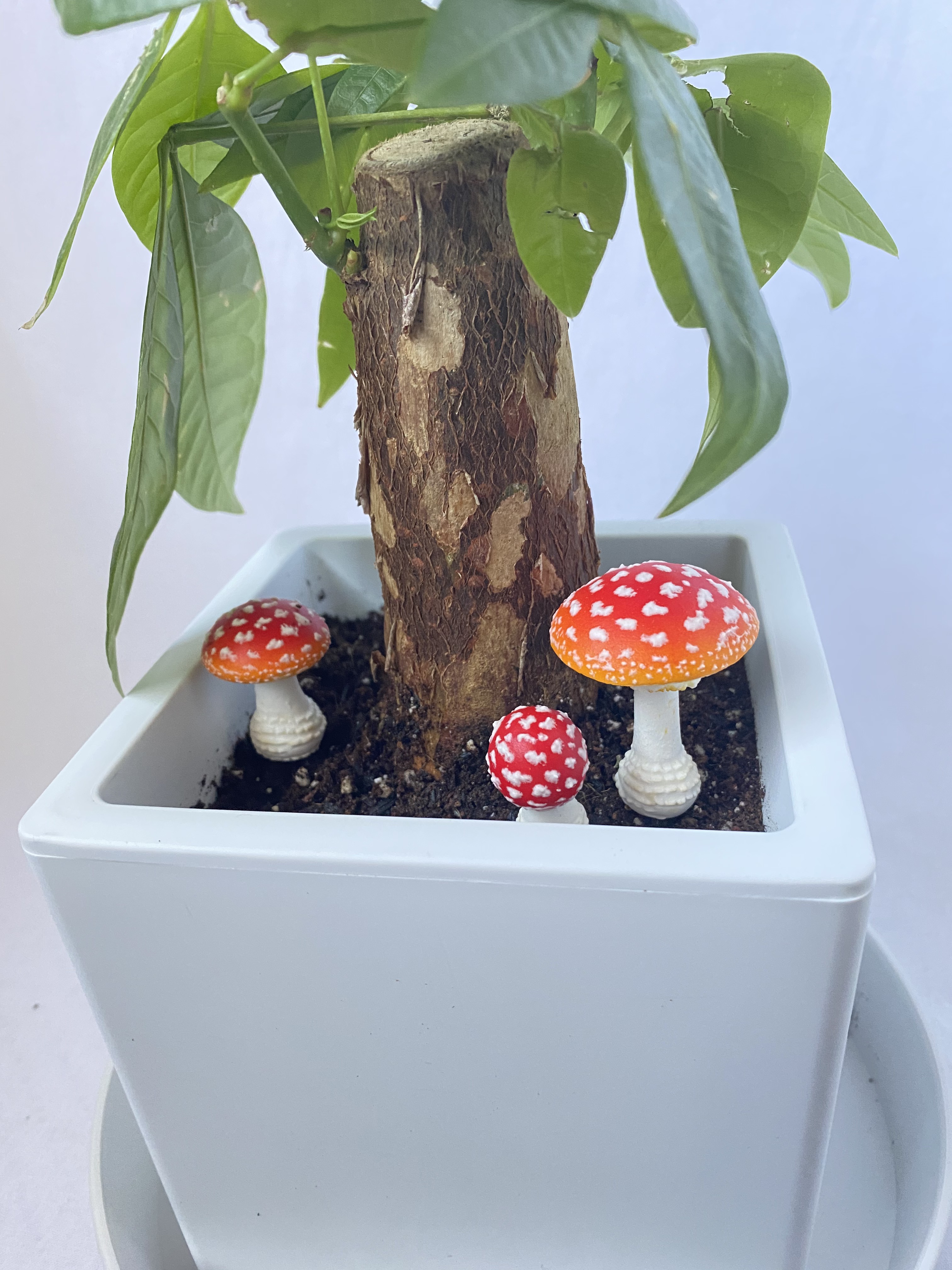 きのこ様のお専用ページ