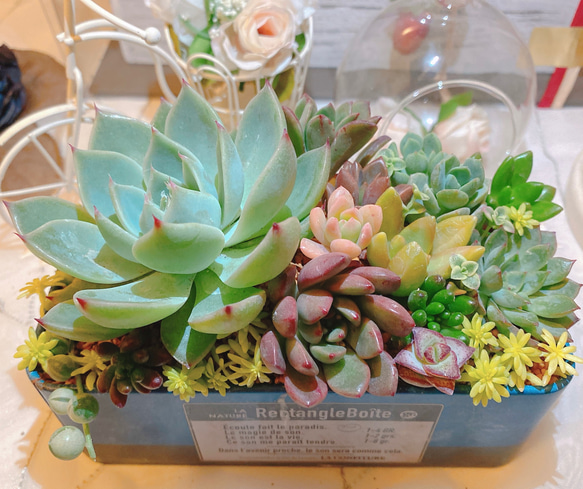 49韓国苗多肉植物寄せ植えセットカット苗詰 め合わせ セット 100苗 49韓国苗多肉植物寄せ植えットカット苗詰め合わせセット100苗ゼット