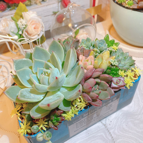 ★ぶぅちゃん★多肉植物エケベリアカット苗☆寄植え詰め合わせセット☆ 25080101YP 多肉植物 エケベリア 20個 寄せ植えセット カット苗