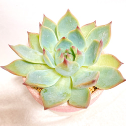 多肉セット③ セット販売日、決めました | コキリノSucculents Life