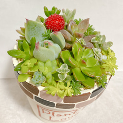 多肉植物 寄せ植えセット カット苗詰め合わせ 多肉植物 sa 通販