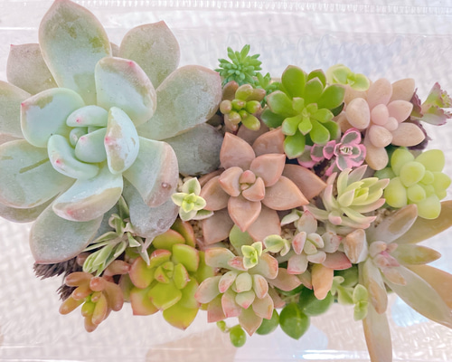 多肉植物 寄せ植え 詰め合わせ 多肉植物 sa 通販 12901863