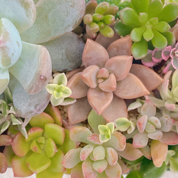 多肉植物　寄せ植え　詰め合わせ 2枚目の画像