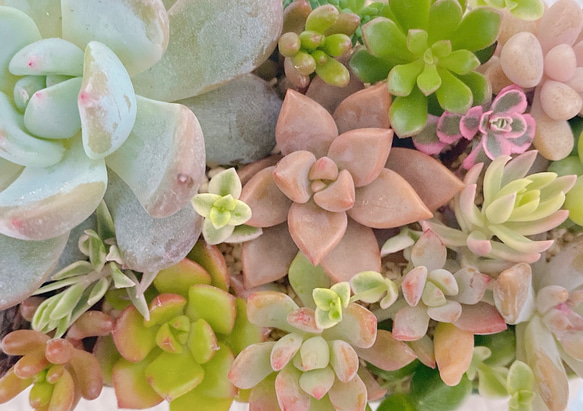 多肉植物　寄せ植え　詰め合わせ 2枚目の画像