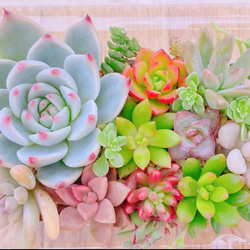 多肉植物 寄せ植えセット カット苗 多肉植物 sa 通販 11642230｜Creema